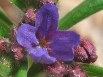 Fotografia da espécie Aegonychon purpurocaeruleum