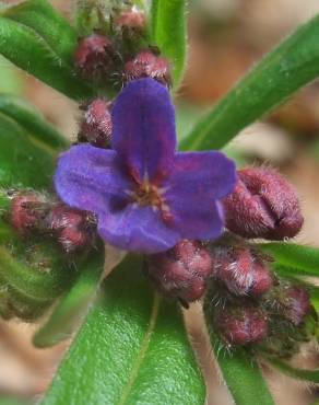 Fotografia 12 da espécie Aegonychon purpurocaeruleum no Jardim Botânico UTAD