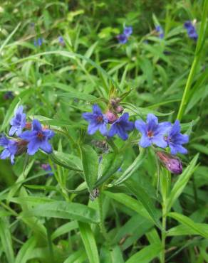 Fotografia 15 da espécie Aegonychon purpurocaeruleum no Jardim Botânico UTAD