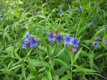 Fotografia da espécie Aegonychon purpurocaeruleum