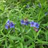 Fotografia 15 da espécie Aegonychon purpurocaeruleum do Jardim Botânico UTAD