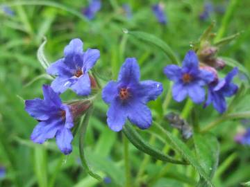 Fotografia da espécie Aegonychon purpurocaeruleum