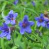 Fotografia 17 da espécie Aegonychon purpurocaeruleum do Jardim Botânico UTAD