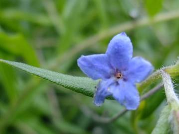 Fotografia da espécie Aegonychon purpurocaeruleum