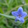 Fotografia 18 da espécie Aegonychon purpurocaeruleum do Jardim Botânico UTAD