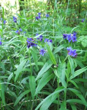 Fotografia 19 da espécie Aegonychon purpurocaeruleum no Jardim Botânico UTAD