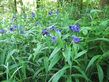 Fotografia da espécie Aegonychon purpurocaeruleum