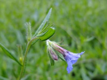 Fotografia da espécie Aegonychon purpurocaeruleum