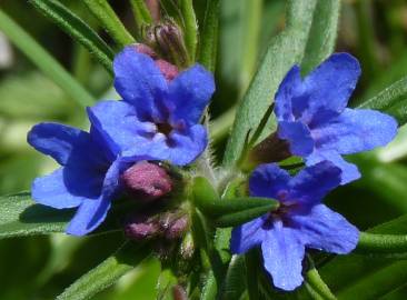 Fotografia da espécie Aegonychon purpurocaeruleum