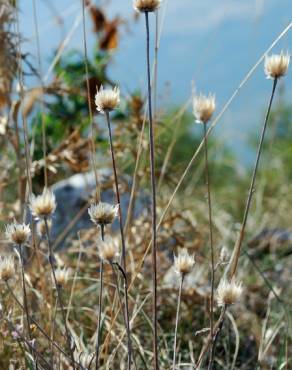 Fotografia 5 da espécie Xeranthemum inapertum no Jardim Botânico UTAD