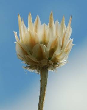 Fotografia 9 da espécie Xeranthemum inapertum no Jardim Botânico UTAD