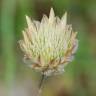 Fotografia 10 da espécie Xeranthemum inapertum do Jardim Botânico UTAD