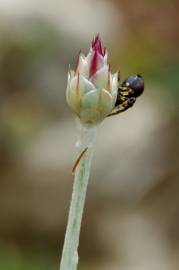 Fotografia da espécie Xeranthemum inapertum