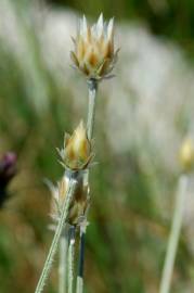 Fotografia da espécie Xeranthemum inapertum