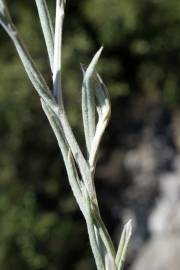 Fotografia da espécie Xeranthemum inapertum