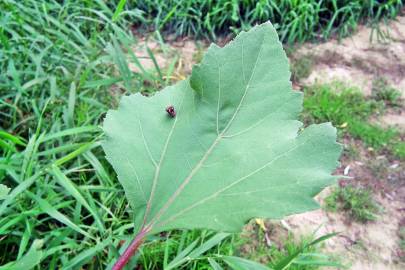 Fotografia da espécie Xanthium orientale