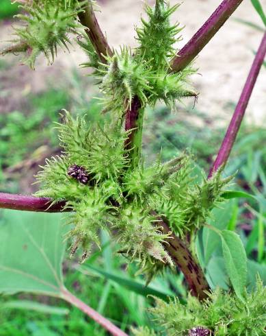 Fotografia de capa Xanthium orientale - do Jardim Botânico