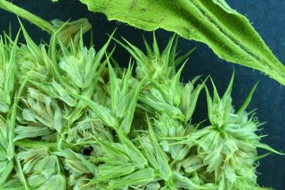 Fotografia da espécie Amaranthus powelii