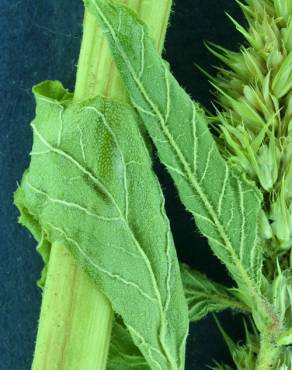 Fotografia 4 da espécie Amaranthus powelii no Jardim Botânico UTAD