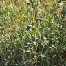 Fotografia 8 da espécie Amaranthus powelii do Jardim Botânico UTAD