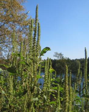 Fotografia 9 da espécie Amaranthus powelii no Jardim Botânico UTAD