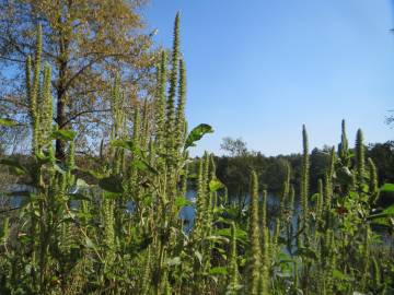 Fotografia da espécie Amaranthus powelii