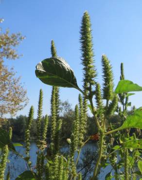 Fotografia 1 da espécie Amaranthus powelii no Jardim Botânico UTAD