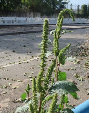 Fotografia 10 da espécie Amaranthus powelii no Jardim Botânico UTAD