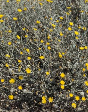 Fotografia 5 da espécie Andryala ragusina no Jardim Botânico UTAD