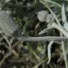 Fotografia 8 da espécie Andryala ragusina do Jardim Botânico UTAD