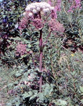 Fotografia 12 da espécie Angelica archangelica no Jardim Botânico UTAD