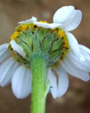 Fotografia da espécie Anthemis arvensis