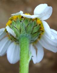 Anthemis arvensis var. incrassata