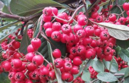 Fotografia da espécie Cotoneaster coriaceus