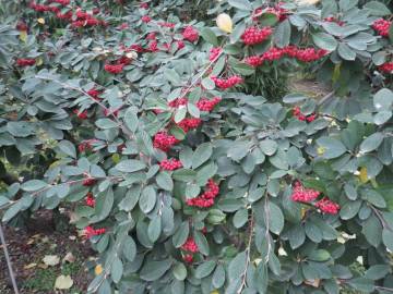 Fotografia da espécie Cotoneaster coriaceus