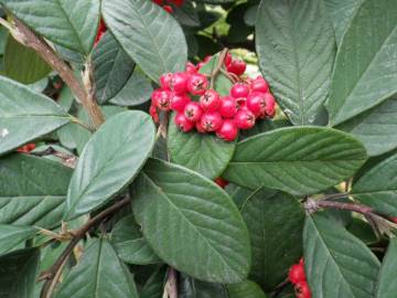 Fotografia da espécie Cotoneaster coriaceus