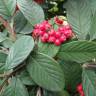 Fotografia 7 da espécie Cotoneaster coriaceus do Jardim Botânico UTAD