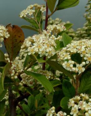 Fotografia 10 da espécie Cotoneaster coriaceus no Jardim Botânico UTAD