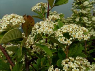 Fotografia da espécie Cotoneaster coriaceus