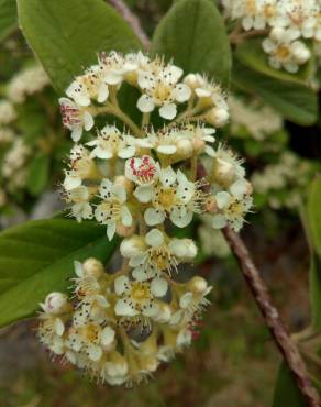 Fotografia 1 da espécie Cotoneaster coriaceus no Jardim Botânico UTAD