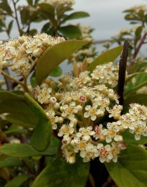 Fotografia 12 da espécie Cotoneaster coriaceus no Jardim Botânico UTAD