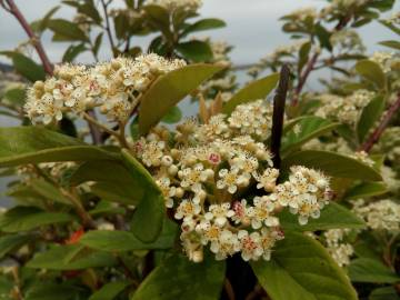 Fotografia da espécie Cotoneaster coriaceus