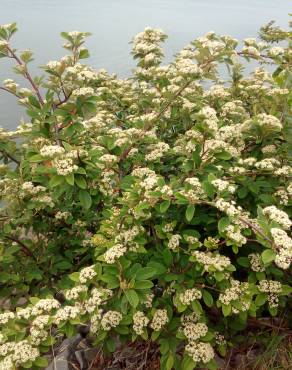 Fotografia 13 da espécie Cotoneaster coriaceus no Jardim Botânico UTAD