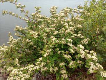 Fotografia da espécie Cotoneaster coriaceus