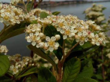 Fotografia da espécie Cotoneaster coriaceus