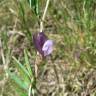 Fotografia 6 da espécie Vicia peregrina do Jardim Botânico UTAD