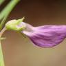 Fotografia 9 da espécie Vicia peregrina do Jardim Botânico UTAD