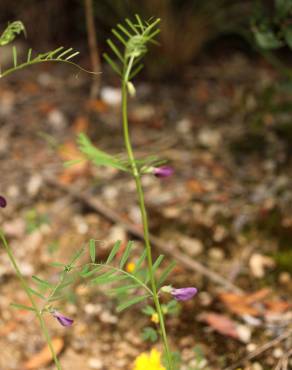 Fotografia 11 da espécie Vicia peregrina no Jardim Botânico UTAD