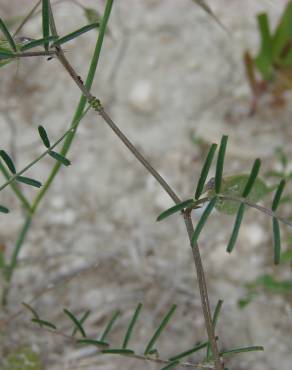 Fotografia 18 da espécie Vicia peregrina no Jardim Botânico UTAD