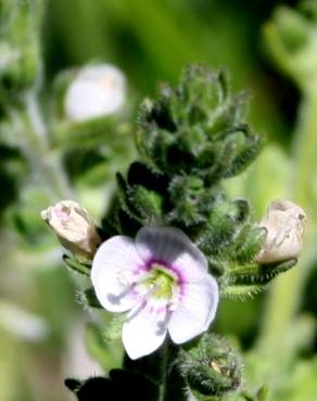 Fotografia 1 da espécie Veronica micrantha no Jardim Botânico UTAD